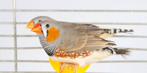 Zebra Finch Cage Ideas, Finch Cage, Canary Cage, Zebra Finches, Backyard Birds Watching, Bird Cage Stand, Small Bird Cage, Bed Idea, Pet Bird Cage