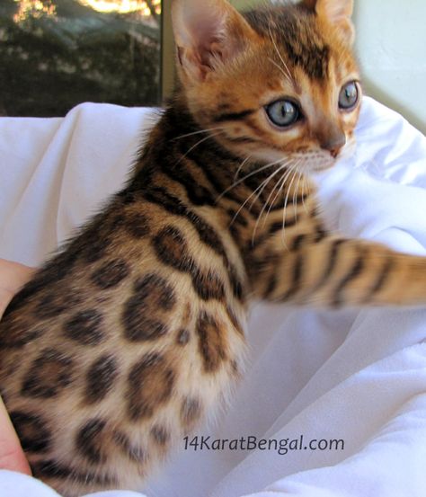 Bengal Kittens for Sale, Healthy, Top Quality Bengal Kittens w/ the Absolute Highest Level of Socialization, Well Handled / Well Trained Rosetted Bengal Kittens Toyger Kitten, Bengal Cat For Sale, Bengal Kittens For Sale, Bengal Kittens, Ragdoll Kittens, Baby Cheetahs, Bengal Kitten, Bengal Cats, Söt Katt