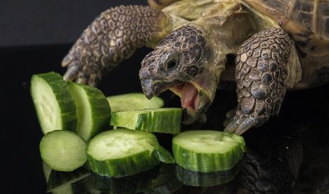 Animal Pics Funny, Russian Tortoise Care, Pet Turtle Care, Horsefield Tortoise, Indian Star Tortoise, Outdoor Tortoise Enclosure, Tortoise Diet, Pet Tortoise, Funny Animal Pics