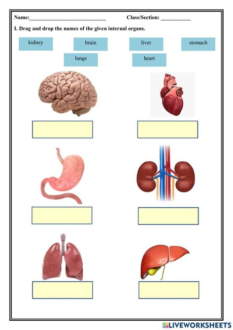 Internal And External Organs Worksheet, Internal Body Parts For Kids, Internal Organs Worksheet, Body Worksheet, Body Parts For Kids, Classroom Behavior Chart, Human Body Worksheets, States Of Matter Worksheet, Tradition Quotes