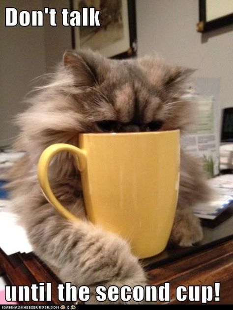 Lol cat coffee Kaffe Humor, 3 Coffee, Image Chat, Just Pretend, Cat Coffee, Coffee Love, Funny Animal Pictures, Coffee Quotes, Coffee Humor