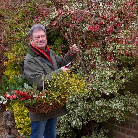 From beautiful berries to must-have mistletoe, we want to know – what plant says Christmas to you? Photo: Sarah Cuttle #GardenersWorldAdvent #BehindTheScenes #ChristmasCountdown Christmas Countdown, Behind The Scenes, Plants, Christmas