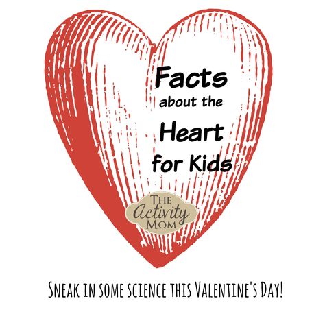 Facts about the Heart for Kids. Sneak in a little science on Valentine's Day! Valentine Unit Study, Heart Health For Kids, Heart Health Activities For Kids, Heart Science Project For Kids, Facts About The Heart, Heart Awareness Month, Heart Facts, Heart Lesson, Nurse Ideas