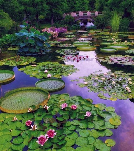 Japanese Water Garden, Lotus Garden, Japanese Tea Garden, Japanese Flowers, Tea Garden, Plants And Flowers, Zen Garden, Water Lilies, Botanical Garden