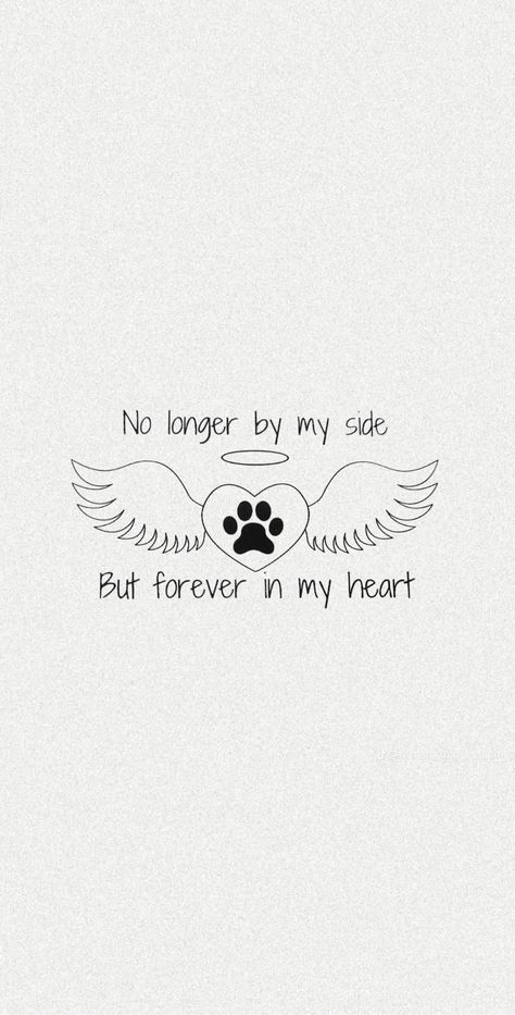 I Lost My Cat Quotes, Dogs In Heaven Quotes, Dog Memory Quotes, Dog Quotes Heaven, Cat Died Quote, Lost Pet Quotes Dogs, Quotes About Losing A Pet, Losing A Cat Quote, Dog Memorial Quotes