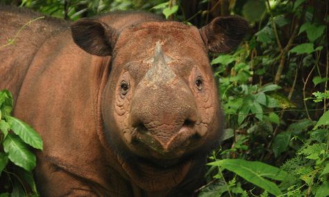 Sumatran rhinos are the smallest of the living rhinoceroses and the only Asian rhino with two horns. They are covered with long hair and are more closely related to the extinct woolly rhinos than any of the other rhino species alive today. Sumatran rhinos are threatened by poaching. There is no indication that the population is stable and just two captive females have reproduced in the last 15 years. Animals Of The Rainforest, Sumatran Rhinoceros, Rhino Species, Sumatran Rhino, Mass Extinction, Land Animals, Wild Kingdom, Extinct Animals, Rare Animals