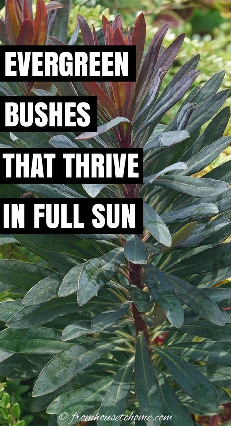 If you’re wondering which evergreen shrubs for full sun to plant in your yard, then read this list. They have helpful ideas for dwarf evergreen shrubs for full sun, as well as some that would make a great privacy hedge. #fromhousetohome #fullsun #bushes #homedecorandgardeningideas Evergreen Shrubs In Front Of House, Flowering Evergreen Shrubs, Shrubs For Full Sun, Evergreen Bushes, Blue Star Juniper, Foundation Plants, Privacy Hedges, Full Sun Garden, Full Sun Flowers