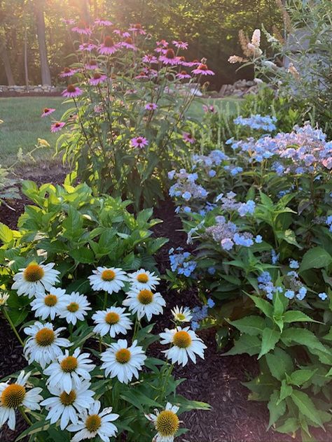 A New Garden, Seven Years In - FineGardening Cottage Garden On A Hill, New England Wildflower Garden, New England Garden Landscaping, Strawflower Garden, Cottage Garden Layout, Cottage Garden Landscaping, Cottagecore Backyard, Foxglove Garden, Pool Flowers