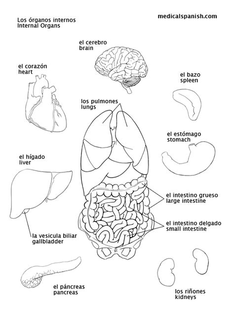 Medical Spanish for occupational therapy - printable pdf English/Spanish: internal-organs Medical Terminology In Spanish, Spanish Medical Terms, Medical Interpreter Spanish, Medical Spanish For Nurses, Spanish Medical Terminology, Spanish Interpreter, Spanish Illustration, Medical Interpreter, Medical Spanish