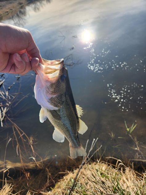 First bass of spring Bass Fish, Bass Guitar Photography, Pictures Of Bass Fish, Bass Fishing Aesthetic, Bass Playing Aesthetic, Bass Fishing Pictures, Bass Jumping Out Of Water, Fishing Pictures, Freshwater Fishing