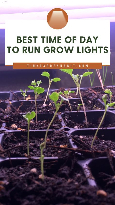 Ever wondered when is the best time to turn on your grow lights for maximum plant growth? 🤔 Let us guide you through the perfect timing to ensure that your plants are always in the right stage of their life cycle! 🌟🌿 Grow Lights Diy, Growing Vegetables Indoors, Indoor Grow Lights, Types Of Mulch, Healthy Seeds, Grow Lights For Plants, Kinds Of Vegetables, Starting Seeds Indoors, Seed Germination