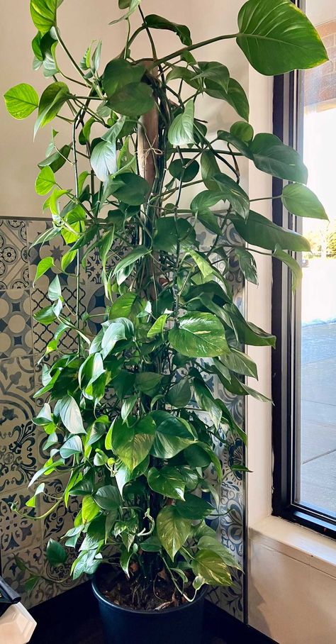 Large Pothos Plant, Pothos Plant Trellis, Ivy Plant Indoor Decor Ideas, Climbing Pothos Indoor, Pathos Plant Decor, Climbing Pothos, Vine Plants Indoor Climbing, Vine Plants Indoor, Climbing Plants Indoor