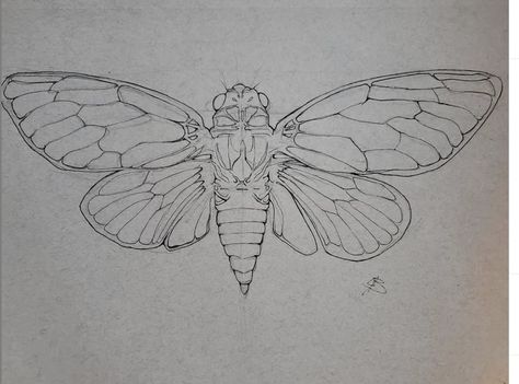 Cicada tattoo design Ghost Cicada Tattoo, Open Wing Cicada Tattoo, Cicada Drawing Illustration, Cicada Tattoo Wings Open, Cicada Wings Drawing, Cicada Tattoo Meaning, Cicada Art Illustration, Cicada Shell Tattoo, Cicada Sketch