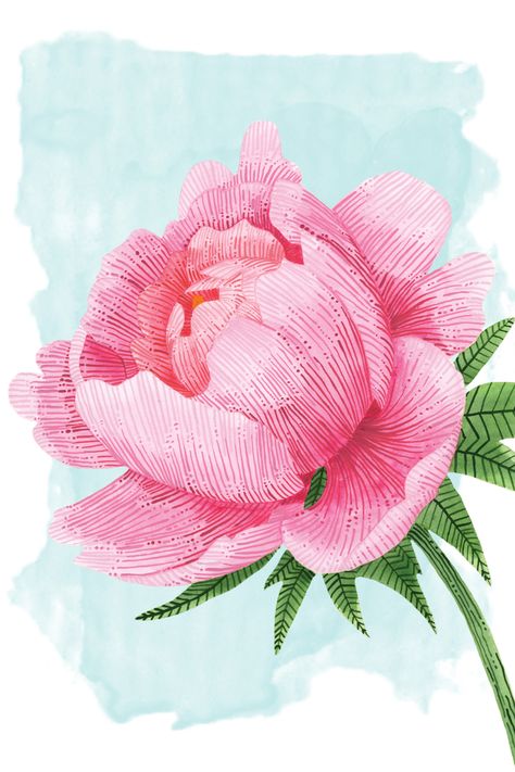 A pink peony flower illustration art, original painted using watercolour and gouache paints which has then been turned into a high quality A4 art print for you to enjoy. Peony Flowers Drawing, Peonies Illustration, Spring Illustrations, Peonies Artwork, 2024 Journal, Peony Wall Art, Art Booth, Peony Drawing, Peony Illustration