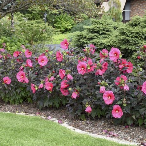 Choose a favorite piece of garden art as a focal point, or add a spectacular plant that turns heads.“If you don’t have a hardy hibiscus in your yard, they are definitely worth considering,” says Andrew Jager, Marketing Manager for Walters Gardens. “A mature hardy hibiscus in the landscape can’t be overlooked. Once they get going in summer, they grow more than an inch a day and have massive, tropical-looking flowers that get seven to nine inches wide.” - National Garden Bureau Hibiscus Front Yard Landscaping, Hibiscus Garden Ideas, Hibiscus Garden Landscaping, Hibiscus Landscaping Ideas, Hibiscus Hedge Gardens, Hardy Hibiscus Landscaping, Hibiscus Flower Plant, Hardy Hibiscus Perennials, Hardy Hibiscus Care