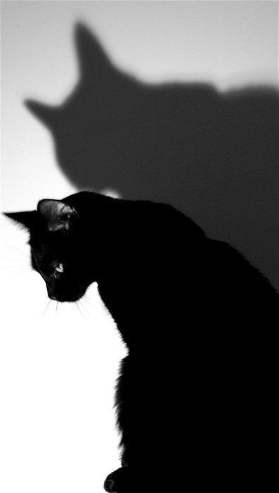 Cat Shadow, Black Cat Aesthetic, A Black Cat, Cat Photography, Cat Boarding, White Cats, Alfred Hitchcock, Domestic Cat, Cat Aesthetic