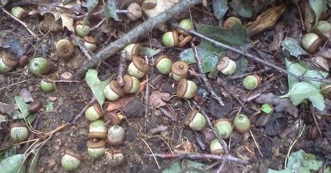 Planting Acorns, White Oak Leaf, Red Oak Leaf, White Oak Tree, Tree Seedlings, Acorn And Oak, Oak Trees, Peat Moss, Oak Leaves