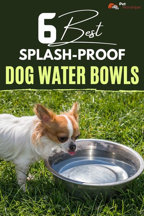 Dog drinking water Dog Water Bowl Ideas, Elevated Dog Water Bowl, Dog Water Bowl Mess, Dog Water Bowl Ideas For Sloppy Drinkers, No Spill Dog Water Bowl, Dog Water And Food Bowl, Puppy Food And Water Bowls, Dog Water Bowl, Puppy Proofing