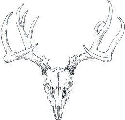 Reindeer Skull Tattoo, Stag Skull Drawing, Deer Skull Outline, Elk Skull Drawing, Stag Skull Tattoo, Elk Skull Tattoo, Reindeer Skull, Deer Skull Drawing, Reindeer Tattoo