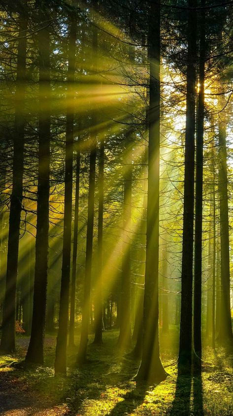 Deep Forest Photography, Forest Canopy Light, Light Shinning Through Trees, Light Coming Through Trees, Light Green Forest Aesthetic, Light Shining Through Trees, Light Through Trees, Green Lockscreen, Forest Lighting