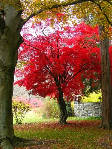 My Favorite Japanese Maple | Stanley Zimny (Thank You for 46 Million views) | Flickr Maple Tree Tattoos, Japanese Maple Tree, Unique Trees, Colorful Trees, Maple Tree, Japanese Maple, Big Tree, Fiery Red, Garden Trees