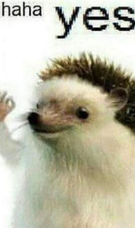 Hedgehog Meme Face, Scared Meme, Hedgehog Meme, Pet Quotes Cat, Happy Hedgehog, Hedgehog Pet, Girl Memes, Cute Hedgehog, Roblox Memes