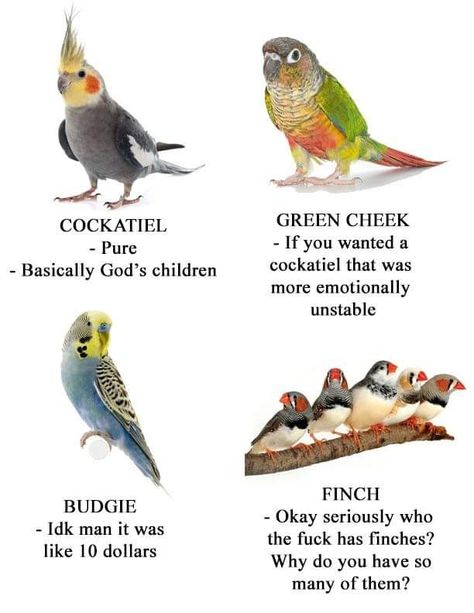 Aviary Ideas, Parrot Facts, Types Of Pet Birds, Conure Bird, Funny Bird Pictures, Birds Pet, Cockatiel Bird, Bird Pet, Conure Parrots