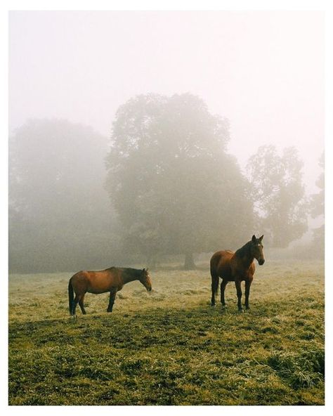 Deniss on Instagram: "Horses & fog.. as usual #lomo800" Fall Whispers, Horse Art Ideas, Mike Ehrmantraut, Landscape Reference, August 27, Horse Art, Film Photography, Street Photography, Photo Shoot