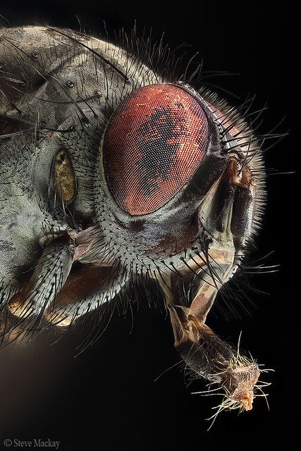 Big Mouth | A focus stack of a tiny Fly, with extended mouth… | Flickr Carpenter Bee Trap, Bee Traps, Macro Photography Insects, Foto Macro, Carpenter Bee, Insect Photography, Cool Bugs, Beautiful Bugs, Arthropods