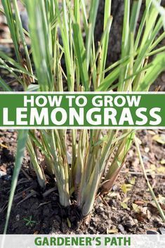 How to Grow Lemongrass | Gardener’s Path Grow Lemongrass, Lemongrass Plant, Perennial Grasses, Herbal Drinks, Gardening Hacks, Bee Balm, Perfect Plants, Easy Garden, Growing Herbs