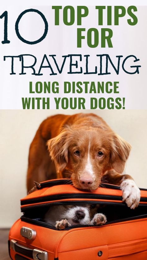 When you are planning on traveling long distance with dogs, you have to worry about many things, especially if traveling long distance with your dogs. Traveling With Dogs In Car, Tips For Traveling, Moving Long Distance, Long Car Rides, Travel Safety, Dog Safety, Dog Car, Dog Travel, Ways To Travel