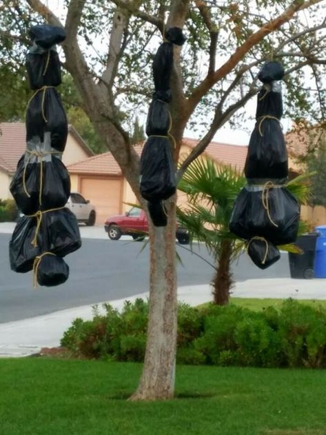 Body Bags Hanging From A Tree Fake Bodies Halloween, Hanging Body Bags Halloween, Hanging Body Halloween, Outside Scary Halloween Decorations, Halloween Decor Hanging From Tree, Diy Halloween Body Bags, Halloween Decorations Outside House, Halloween Body Bag Diy, Body Bag Halloween Decoration