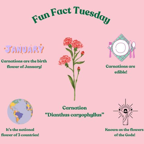 🌸Welcome back to Fun Fact Tuesday🌸 This week, we’re spotlighting Carnations! This vibrant flower symbolizes love, devotion, and distinction! Stay tuned for next week’s fun fact as we continue to explore more floral wonders! 💐✨ 📞: 407-757-2001 🖥️: marketgardenfloralco.com 💐: 1418 N Semoran Blvd Ste 130 Orlando Fl 32807 #carnationsflowers #carnations #flowerfacts #flowerfacttuesday #florist #orlandofl #fyp Flowers Facts, Dianthus Caryophyllus, Orlando Fl, Vibrant Flower, Birth Flowers, Florist, Fun Facts, Floral, Flowers