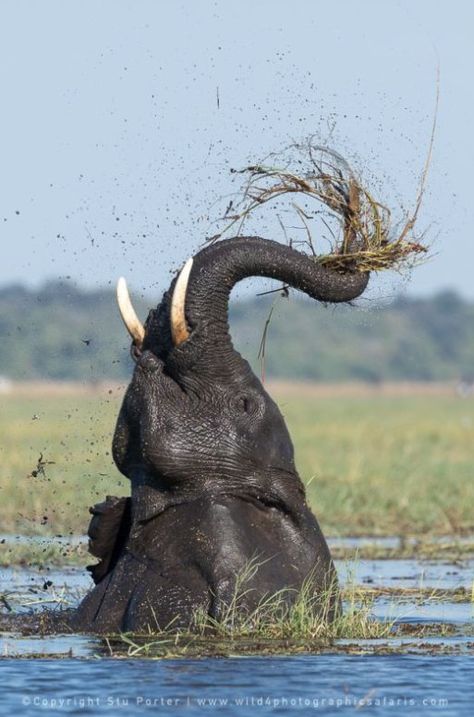 Wild4 Photo Safaris (@Wild4PhotoS) on Twitter photo 2017-06-07 16:01:47 #Elephant #Chobe #wildlifeWednesday #wildlifephotography #NaturePhotography #Africanwildlife #photosafari #canon #big5 Elephant Wallpapers, South African Wildlife, Elephant African, African Forest Elephant, Magical Animals, African Bush Elephant, Elephant Wallpaper, Eagle Painting, Asian Elephant