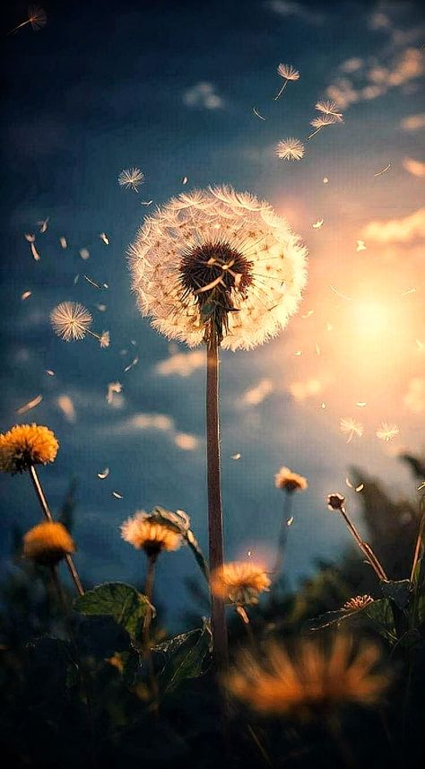 Dandelion Wallpaper Aesthetic, Dandelion Wallpaper Iphone, Dandelion Aesthetic, Best Wallpapers For Iphone, Dandelion Wallpaper, Iphone Wallpaper Landscape, Flower Close Up, Best Wallpapers, Beautiful Nature Wallpaper Hd