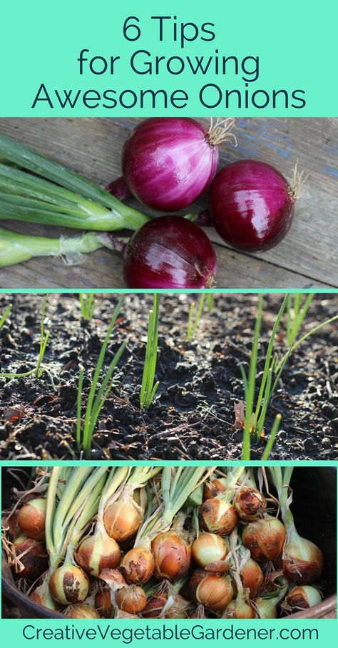 Grow Onions, Growing Onions, Planting Onions, Container Garden Design, Organic Vegetable Garden, Garden Veggies, Veg Garden, Home Vegetable Garden, Red Onions