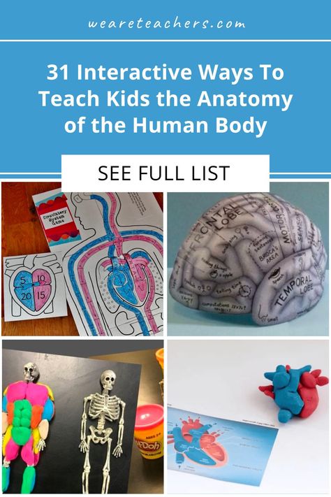 Anatomy Stem Activities, Anatomy And Physiology Projects, Anatomy Activities High School, Anatomy And Physiology Activities, Human Body Activities For Kids, Anatomy Activities, Human Body Systems Projects, Body Systems Project, Medical Learning