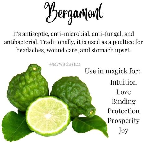 Bergamot Plant, Plant Magic, Witch Garden, Magical Herbs, Clean Living, Healing Herbs, Edible Flowers, Herbal Medicine, Things To Know