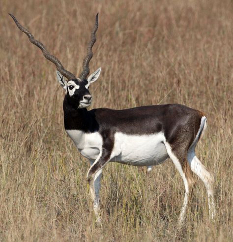 Blackbuck Blackbuck Antelope, Black Buck, Black Gazelles, Antelope Animal, Nguni Cattle, Black Deer, Animal Species, Majestic Animals, Wildlife Animals