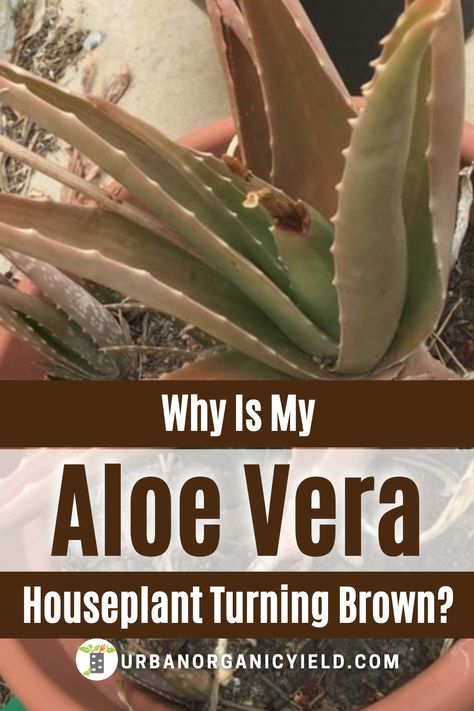 Aloe Plant Care, Plant Leaves Turning Brown, Brown Spots Removal, Aloe Vera Plant, Aloe Plant, Aloe Leaf, Aloe Vera Leaf, Plant Life, Planting Succulents