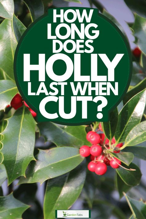 Holly Plant, Cut Garden, Holly Bush, Holly Decorations, Dark Green Leaves, Holly Tree, Berry Bushes, Holly Wreath, Outdoor Wreaths