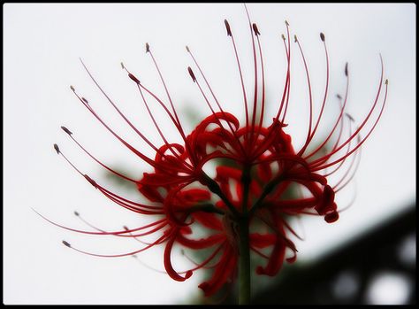 Japanese Equinox Flower flower red pretty japan unusual equinox Equinox Flower, Japanese Spider Lily, Hisbusic Flower, Red Japanese Flower, Pink Japanese Flowers, Crysamthmum Flower Japanese, Alien Plants, Tropical Flowers, Indoor Garden