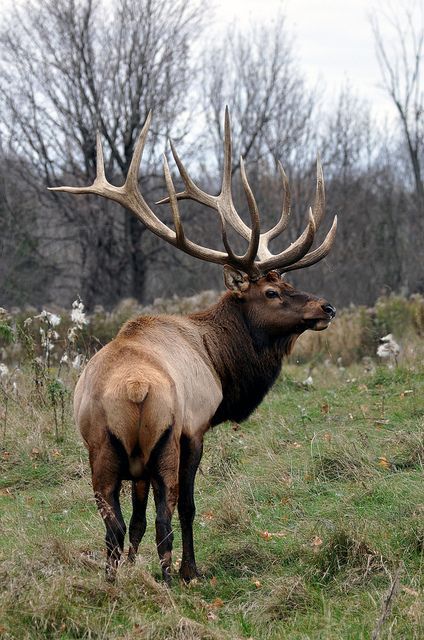 Elk Reference Photo, Elk Art, Elk Pictures, Elk Photo, Big Deer, Bull Elk, Deer Family, Elk Hunting, Mule Deer