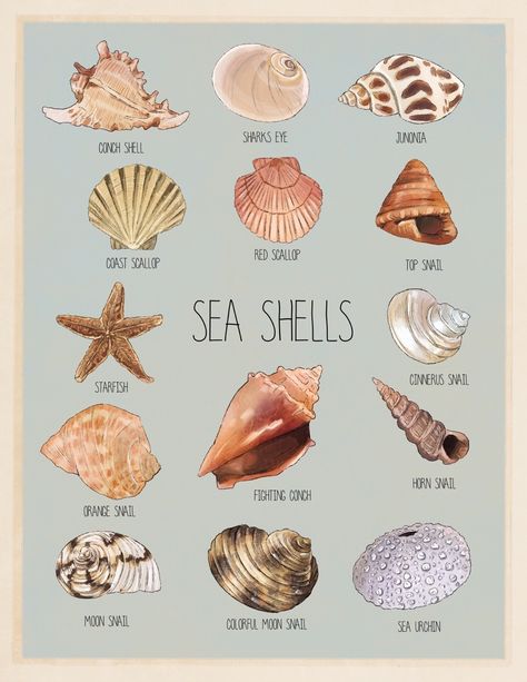 Seashell Identification Chart, Sea Shells Poster, Different Types Of Shells, Marine Biology Posters, Beach Posters Aesthetic, Conchas Aesthetic, Types Of Sea Shells, Sea Shell Aesthetic, Shells Aesthetics