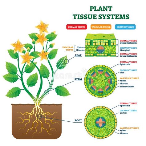 Plant Tissue Systems vector illustration. Labeled biology structure scheme. Plan #Sponsored , #Advertisement, #ADVERTISEMENT, #Systems, #Plant, #illustration, #vector Anatomical Diagram, Ground Tissue, Neet Biology, Tissue Biology, Plant Biology, Biology Plants, Nature Shapes, Science Infographics, Biology Worksheet