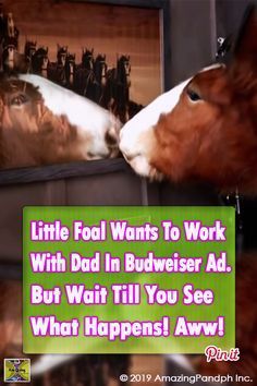 Tiny Foal Thinks He's Ready To Work With Dad In Budweiser's Most Adorable Commercial Till Date #foal #ads #advertisement #commercial #horse #footage Clydesdale Horses Budweiser, Budweiser Commercial, Pictures Of Pets, Funny Commercial Ads, Animals In The Wild, Budweiser Clydesdales, Clydesdale Horses, Funny Commercials, Inspirational Songs