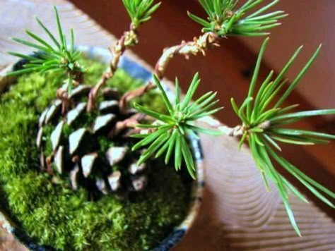 Dishfunctional Designs: DIY Pine Cone Bonsai - How To Make A Pine Cone Bonsai Homemade Biscotti, Bonsai Diy, Bonsai Mini, Bonsai Tree Care, Pine Bonsai, Diy Pinecone, Black Pine, Mini Bonsai, Hydroponic Plants