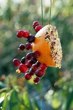 Decorated orange Hanging Sculpture, Diy Bird Feeder, Diy Birds, Winter Bird, Have Inspiration, Bird Food, Bird Seed, Backyard Birds, Bird Garden