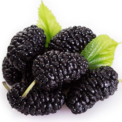 Fruit Photography Ideas, Diy Corner Shelf, Mulberry Fruit, Black Mulberry, Fruit Powder, Fruit Diet, Fruits Images, Types Of Fruit, Fruit Photography