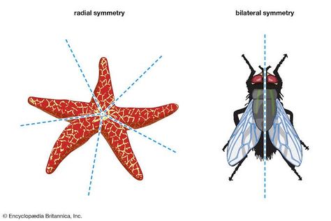 Animal Evolution, Bilateral Symmetry, Internal Anatomy, Radial Symmetry, First Plane, Reference Photos For Artists, Animal Shapes, Animal Groups, Marine Animals